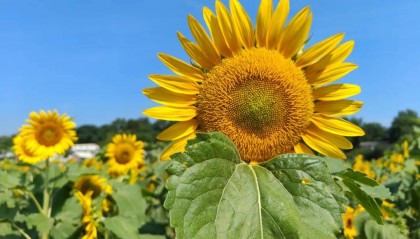 高温黄色预警！湖南高温再度发展