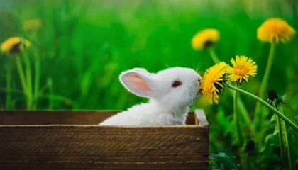 广州弘润生物科技有限公司申请II类会议