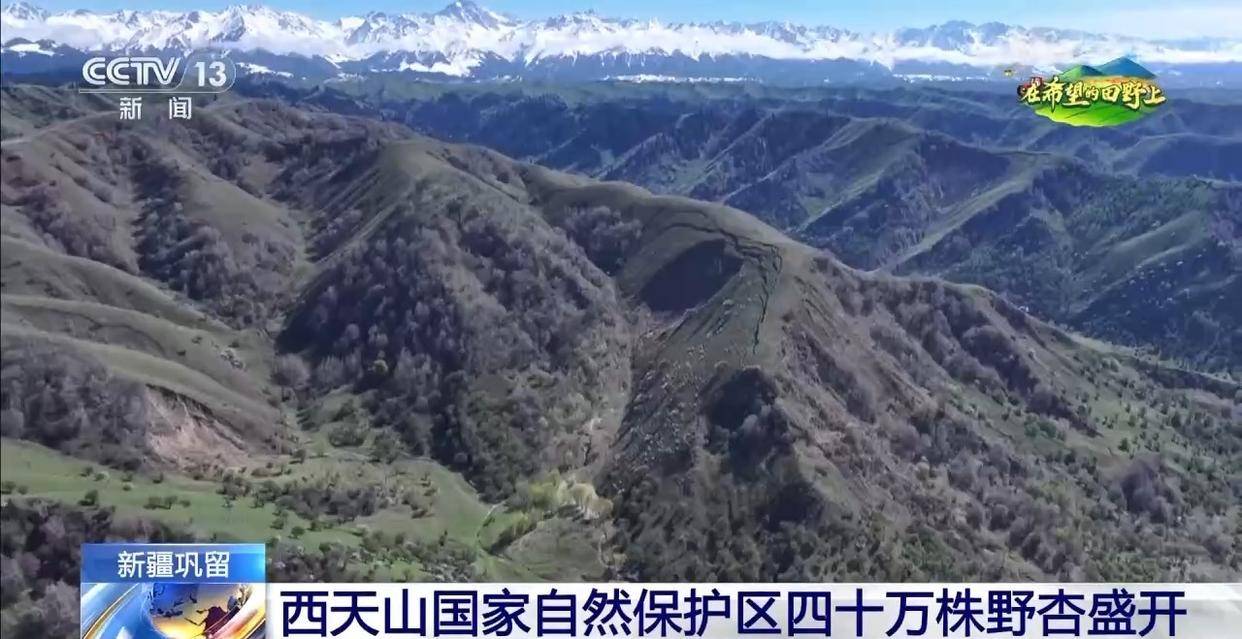 黄元帅苹果的祖先来自这儿 探秘天山“野生林果基因宝库”