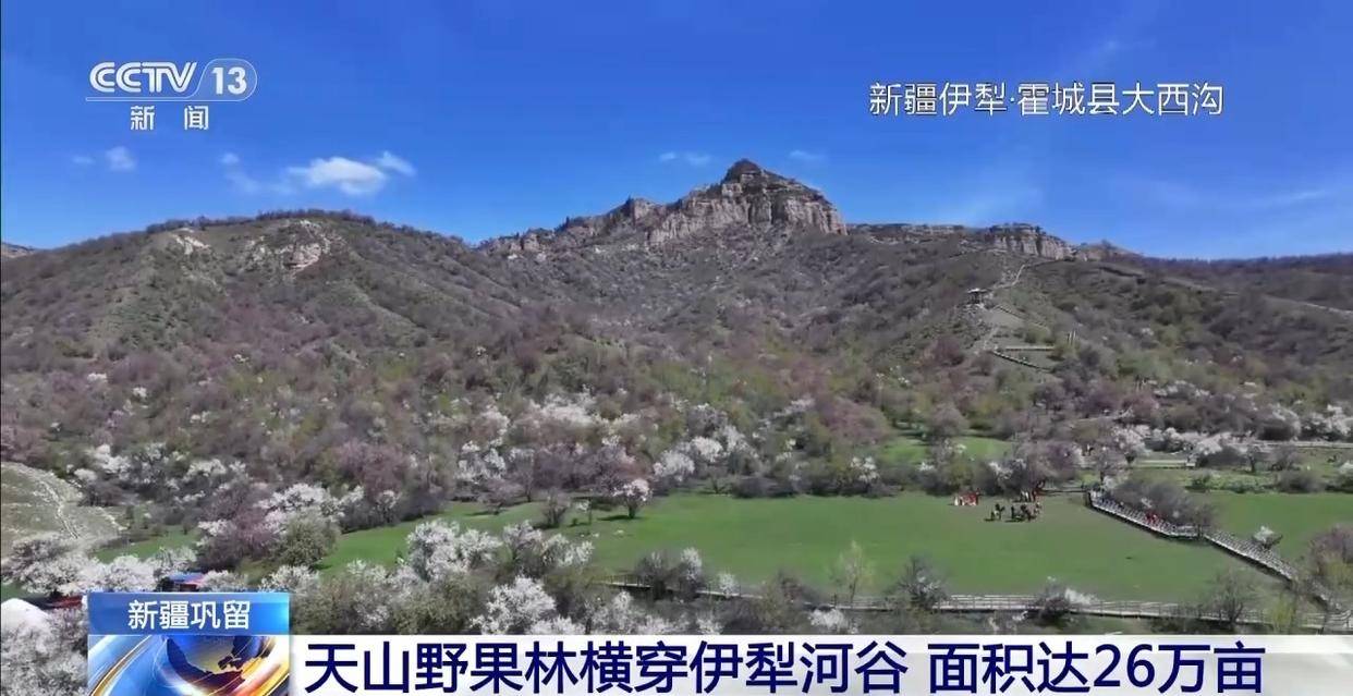 黄元帅苹果的祖先来自这儿 探秘天山“野生林果基因宝库”