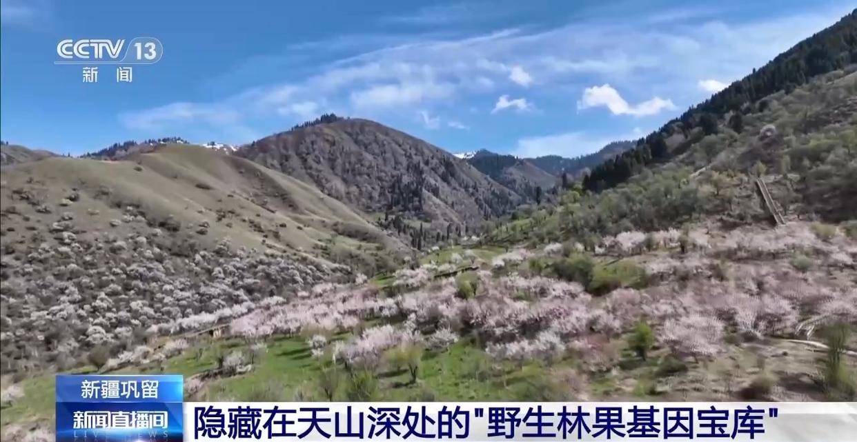 黄元帅苹果的祖先来自这儿 探秘天山“野生林果基因宝库”