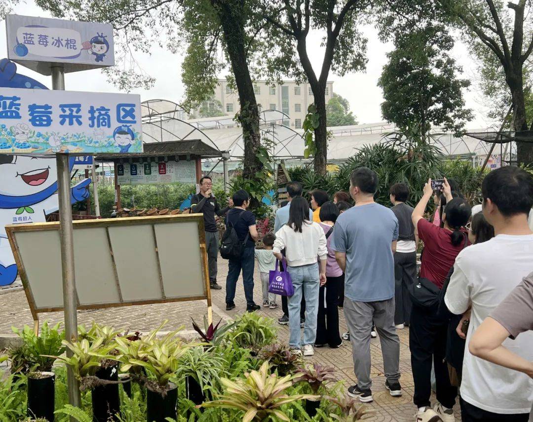 【资讯】共叙桑梓情！麻涌开展“侨胞之家”特色农业科普自由行活动