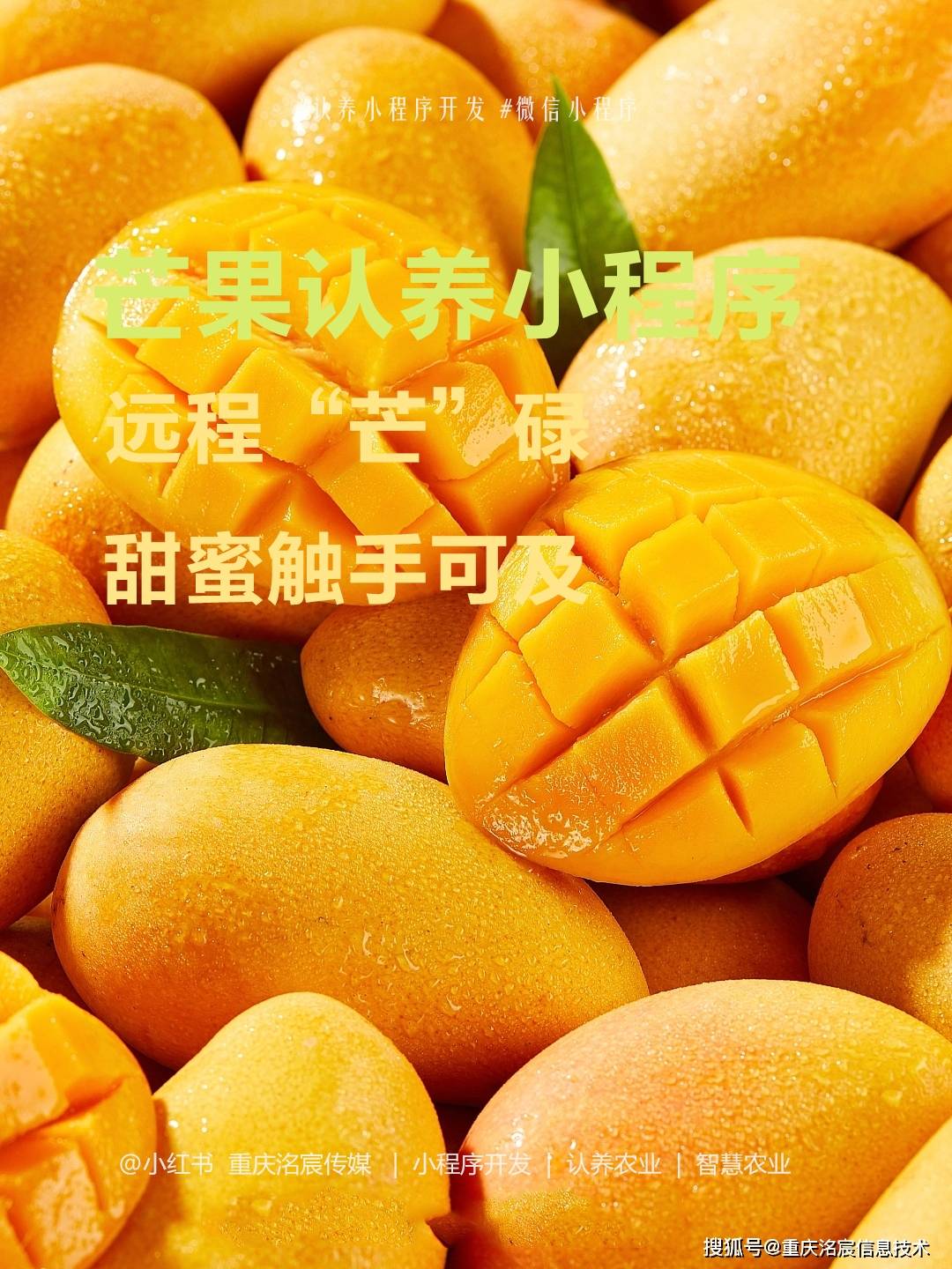 洺宸信息技术资讯：认养芒果树1年，每月快递鲜果！海南果园直供不催熟